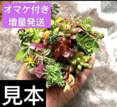 そうちゃんのママ様専用