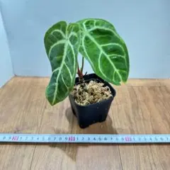 2025年最新】アンスリウム斑入りの人気アイテム - メルカリ