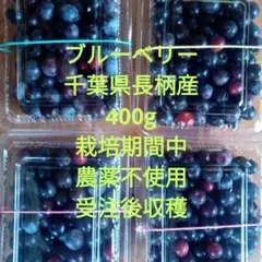 ゲリラ‼︎緊急開催‼︎5キロ 農薬不使用栽培 朝摘み生ブルーベリー