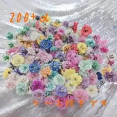 カスミソウ ドライフラワー かすみ草　ミックス