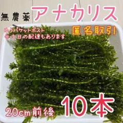 穂先付きアナカリス【10本】20cm位オオカナダモ 水草 メダカ金魚エビのサムネイル