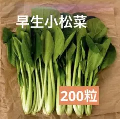 kabo様 リクエスト 2点 まとめ商品