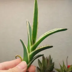 白澤様 リクエスト 2点 まとめ商品