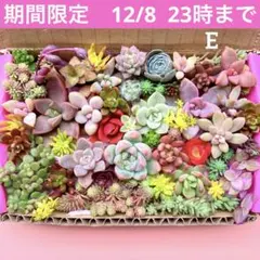 多肉植物　カット苗　詰め合わせ　寄せ植えセット　エケベリア　セダム　箱いっぱいE