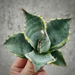 2025年最新】ファイヤーボール アガベの人気アイテム - メルカリ