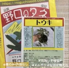 【野口のタネ】トウキの種12粒　大和当帰 固定種　音叉で元氣な種✨