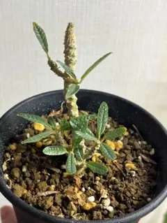 H38 塊根植物ドルステニアギガス ブラータ 大株 鉢のまま発送【落ち葉