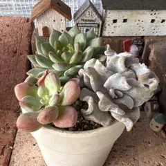 多肉植物 寄せ植えセット 七福神 ちょこん入り - メルカリ