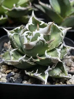 2025年最新】ivory wa アガベの人気アイテム - メルカリ