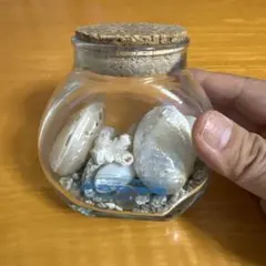 貝殻と珊瑚のインテリアボトル