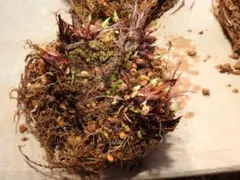 ちゃーたん様専用白花戸畑アヤメ