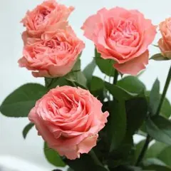 BTS 紙スローガン