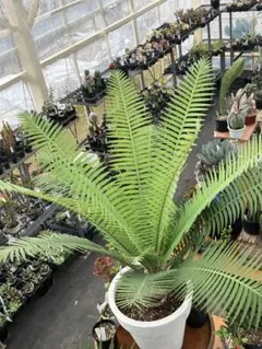 班入り蘇鉄 本物 サイカス レボルタ バリエガタ - メルカリ