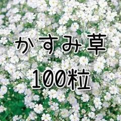 【かすみ草のタネ】100粒 種子 種 コベントガーデン 花 切り花にも
