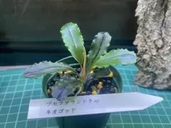 ブセファランドラ spブラックダイヤモンド - メルカリ