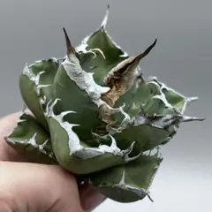 アガベ　SAD ☆低重心☆超強棘美株☆タグ付き☆抜き苗 アガベ SAD ☆低重心☆超強棘美株☆タグ付き☆抜き