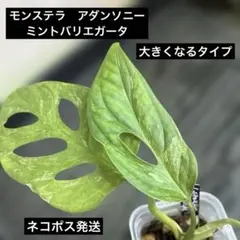 ノエル様 リクエスト 3点 まとめ商品