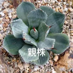 2025年最新】パリートランカータの人気アイテム - メルカリ