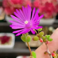 鈴木小夜子様 リクエスト 2点 まとめ商品