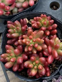 2026年最新】虹の玉の人気アイテム - メルカリ