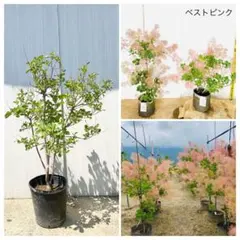 珍しい品種 昭和紅藤 希少 - メルカリ