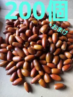 どんぐり　マテバシイ　200個+おまけ