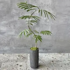 2026年最新】エバーフレッシュの人気アイテム - メルカリ