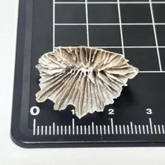 貝殻標本 小さな貝殻 ヤドカリのお宿 置物