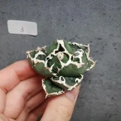 アガベ チタノタ オテロイ ハデス コンパクト ボールタイプ 19 - メルカリ