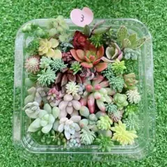 ゆっこ様 リクエスト 2点 まとめ商品