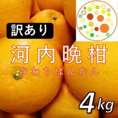 【訳あり】河内晩柑4kg 和製グレープフルーツ！愛媛みかんのサムネイル