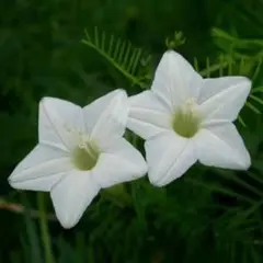 るこう草の色ピンク、白ミックスの種30粒