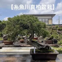 真柏 詩刻鉢 中型盆栽 - メルカリ