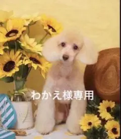 うさぎやま様確認用 - メルカリ