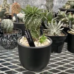 ユーフォルビア 安曇野鉄甲 親株 仔株14株 5号ブラックポットマーブル ユーフォルビア 安曇野鉄甲 親株 仔株14株 5号ブラックポット