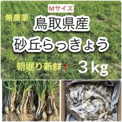 돗토리현산 사구 샬롯, 3kg, 중형 ❗️