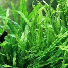 ウォータースプライト 水中葉5本 8cm前後 郵送 - メルカリ