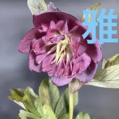 800円可☆種10粒クリスマスローズ種子8241♀段咲♂ソレイユ系小輪超