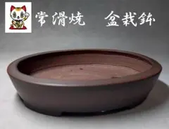 小盆栽 常滑名工庄八作 美芸 小盆栽 常滑名工庄八作 美芸