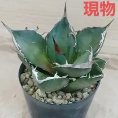 アガベ チタノタ 悪魔くん 選抜株 鉢植発送 現物