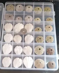 も*じ様 ウニ殻30個セット