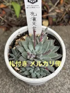 大海天女他4点札付きポットごとメルカリ便オーズプランツさん苗バラ