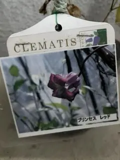 2026年最新】竹間園芸クレマチスの人気アイテム - メルカリ