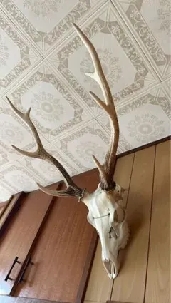 専用 スカル頭蓋骨　ハンティングトロフィー　剥製　はく製　エゾシカ　鹿角　角　鹿