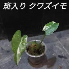 2025年最新】モンステラ 斑入り 種の人気アイテム - メルカリ