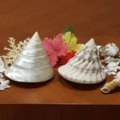 ★美品★高瀬貝(タカセガイ)２個セット