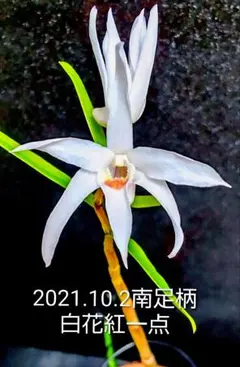 2025年最新】富貴蘭の人気アイテム - メルカリ