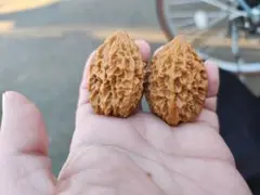 文玩堂：红锦鲤獅子頭（高级品） - メルカリ