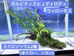 2025年最新】ミクロソリウム本ナローの人気アイテム - メルカリ