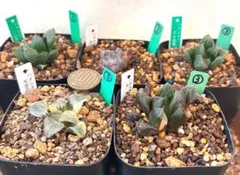 多肉植物 ハオルチア ５種 抜き苗セット３